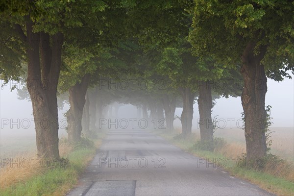 Silver lime trees