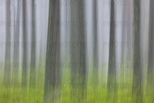 Abstract image of motion blurred tree trunks in coniferous forest in the mist