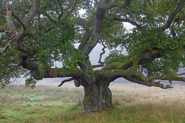 Thick solitary English oak