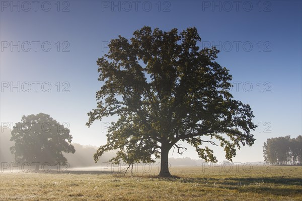 Old solitary English oak