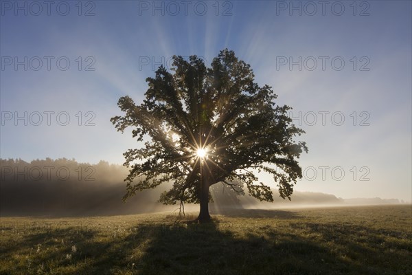 Sun shining through foliage of old solitary English oak