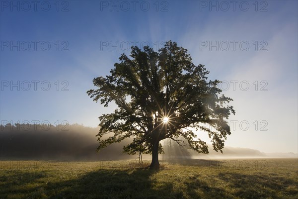 Sun shining through foliage of old solitary English oak