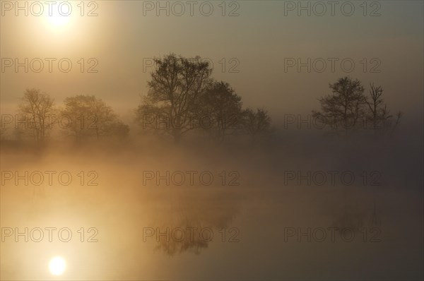 Reflection of silhouetted bare trees in water of lake in the mist at sunrise