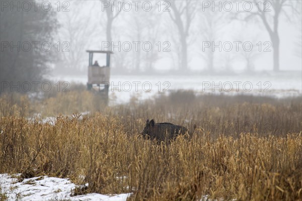 Wild boar