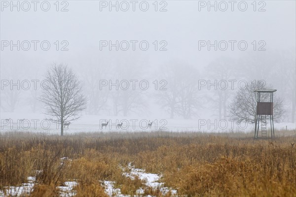 Fallow deer