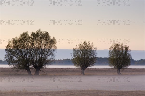 Row of pollard willows