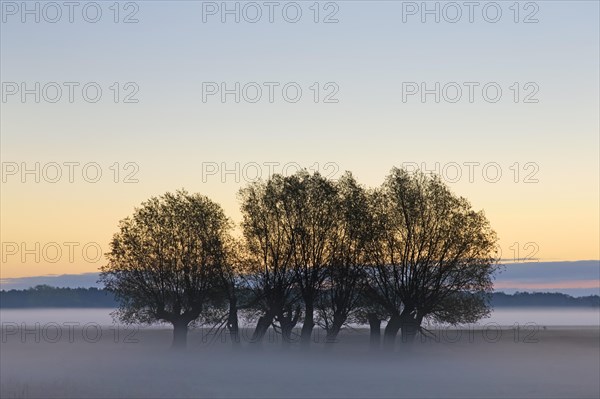 Row of pollard willows