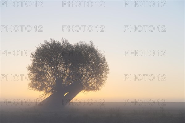 Pollard willow