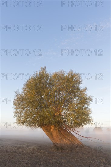 Lone pollard willow