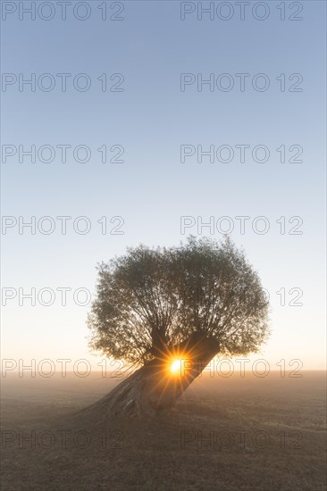 Sun shining through branches of pollard willow/ pollarded white willow