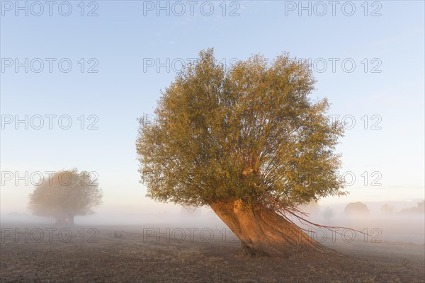 Pollard willow