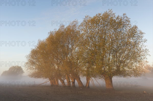 Row of pollard willows