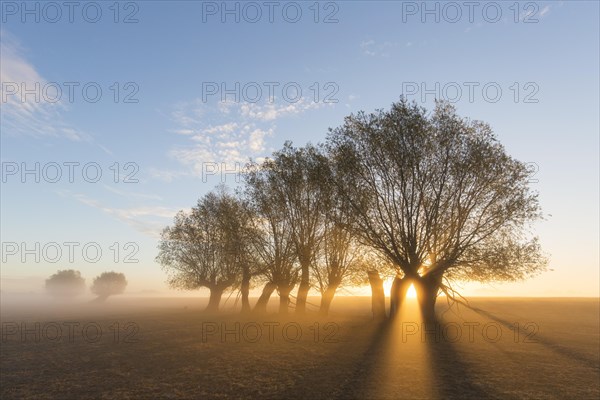 Sun shining through branches of pollard willows/ pollarded white willows