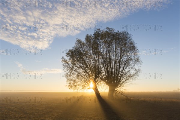 Sun shining through branches of pollard willows/ pollarded white willows