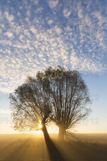 Sun shining through branches of pollard willows/ pollarded white willows