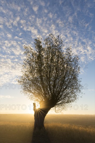 Sun shining through branches of pollard willow/ pollarded white willow