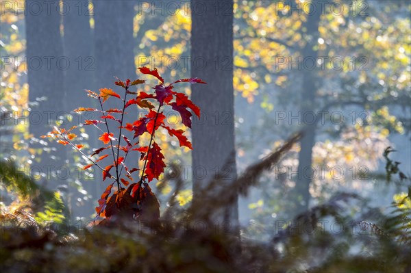 Northern red oak