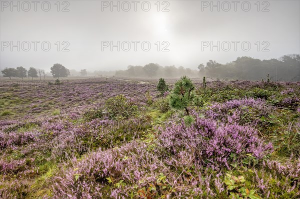 Heather flowering on misty heathland in late summer in nature reserve Leersumse Veld