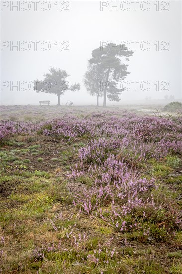 Blooming heather and trees