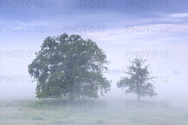 Trees in the mist at UNESCO Biosphere Reserve Elbe River Landscape
