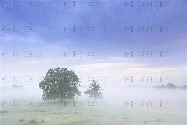 Trees in the mist at UNESCO Biosphere Reserve Elbe River Landscape