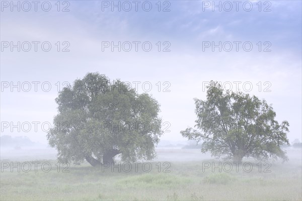 Trees in the mist at UNESCO Biosphere Reserve Elbe River Landscape