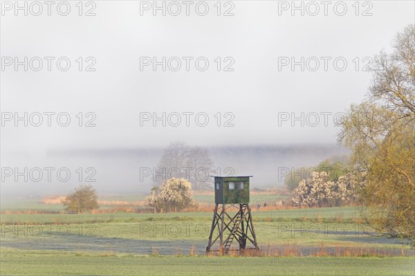 Meadow with raised hide for hunting wild boar and roe deer in early morning mist in spring