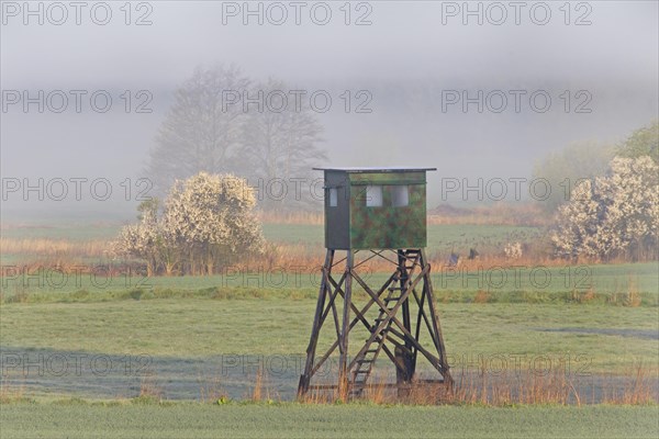 Meadow with raised hide for hunting wild boar and roe deer in early morning mist in spring