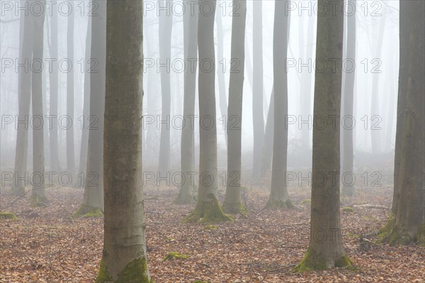 European beech trees