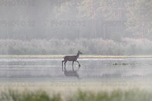 Red deer