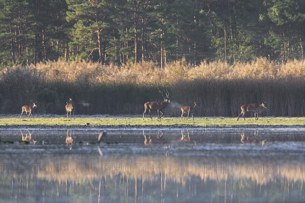 Red deer