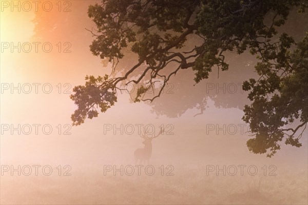 Silhouette of solitary red deer