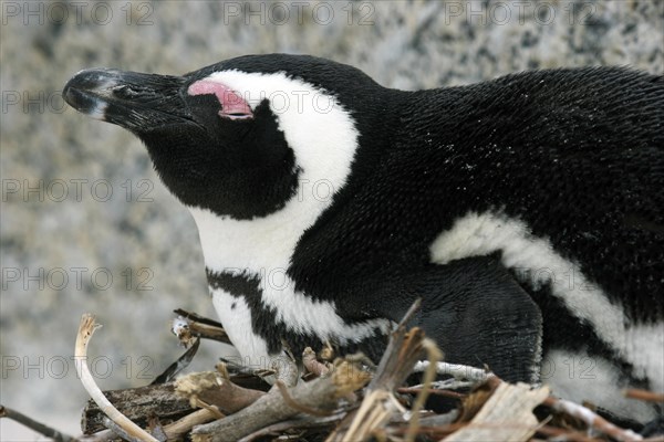 Black-footed penguin