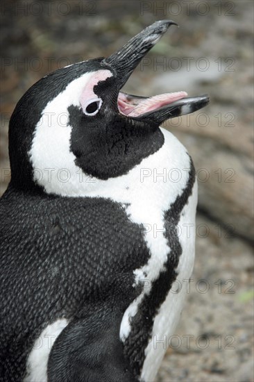 Black-footed penguin