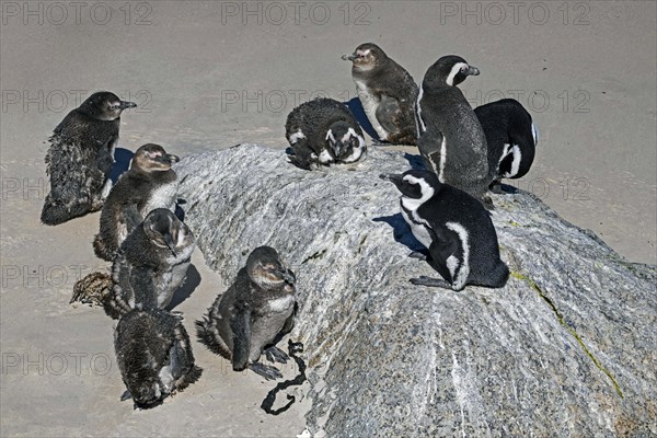 Cape penguins