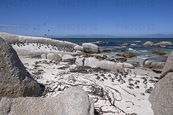 Cape penguins