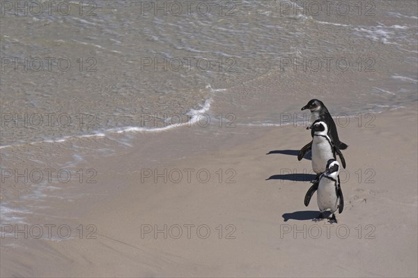 Three Cape penguins