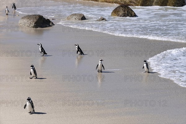 Cape penguins