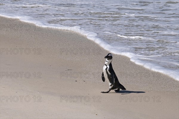 Cape penguins