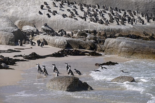 Cape penguins