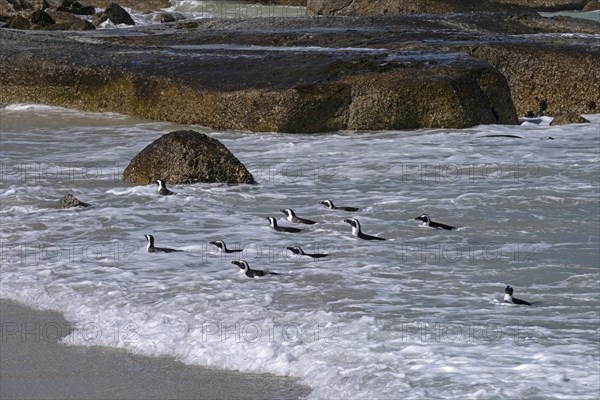 Cape penguins