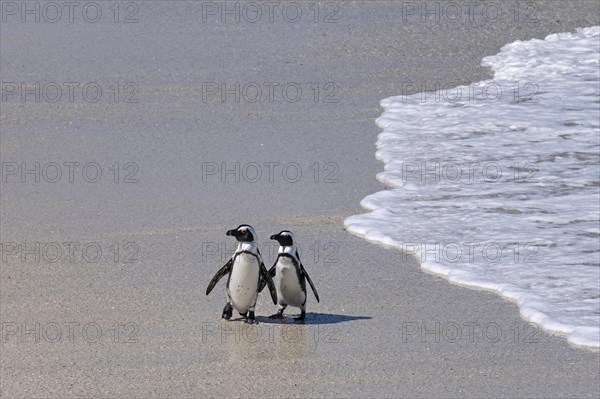 Two Cape penguins