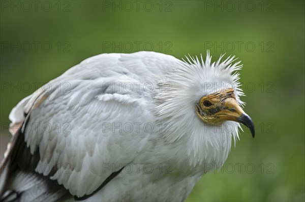 Egyptian vulture