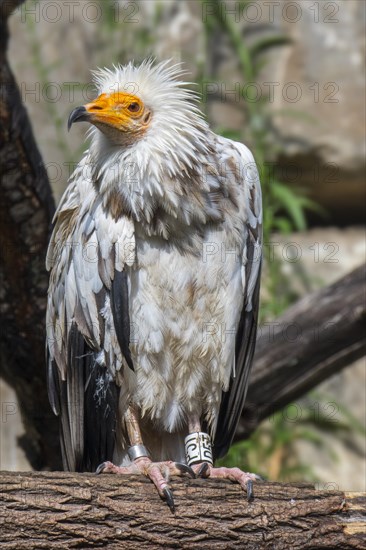 Egyptian vulture