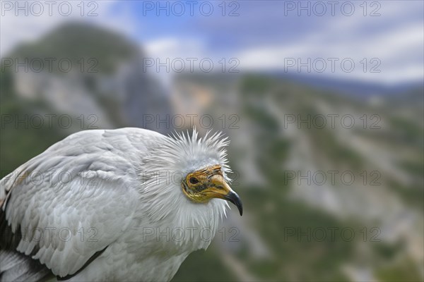 Egyptian vulture