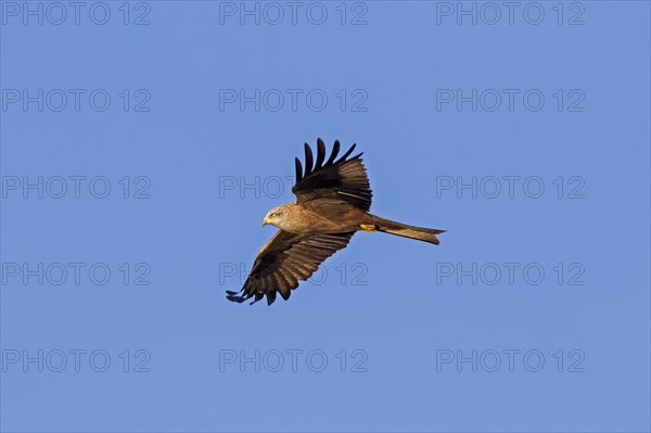 Black kite