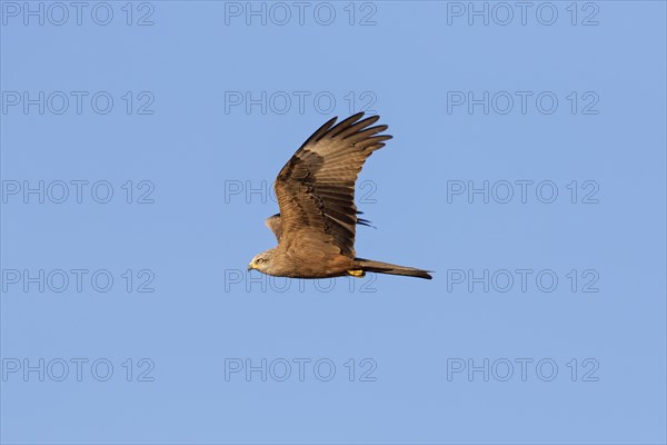 Black kite