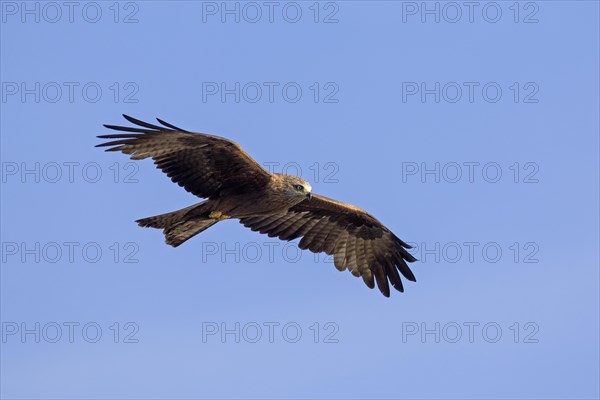 Black kite