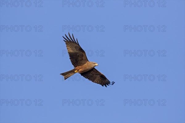 Black kite