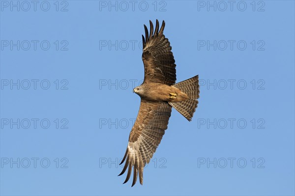 Black kite